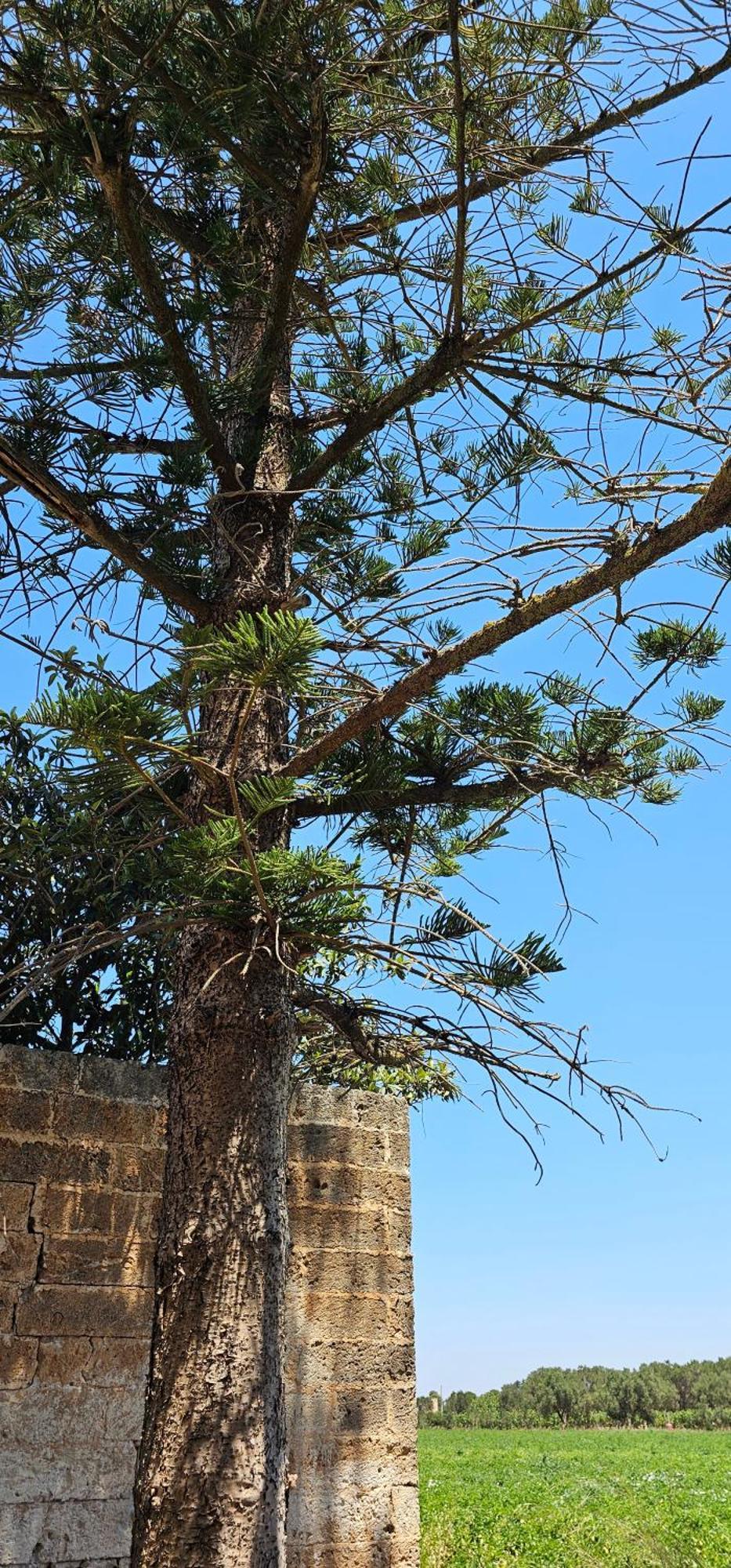 Masseria Vivi Il Salento 산타 카테리나 외부 사진